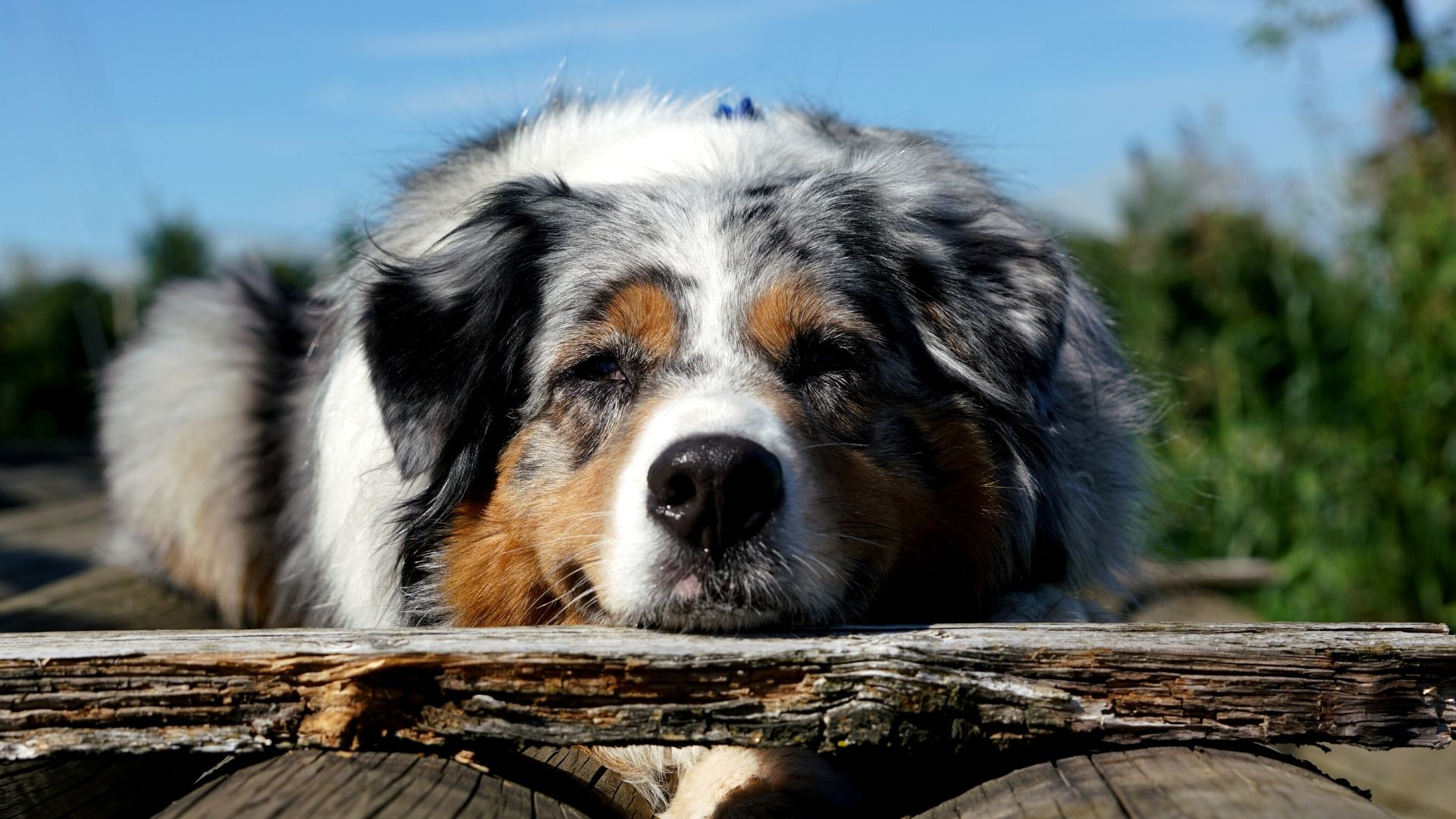 Vet Near Me Great Falls MT 59404 Two Rivers Pet Hospital