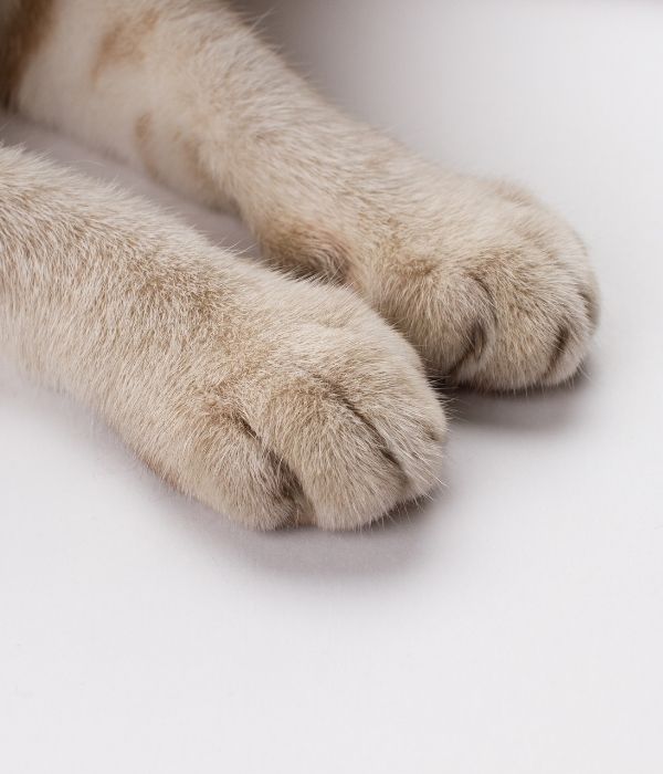 declaw declaw