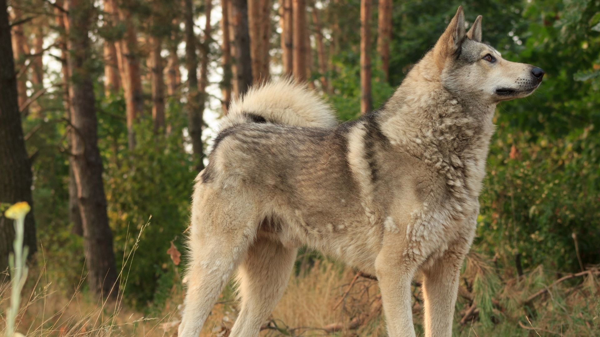 Great Falls, MT Veterinary FAQs Two Rivers Pet Hospital